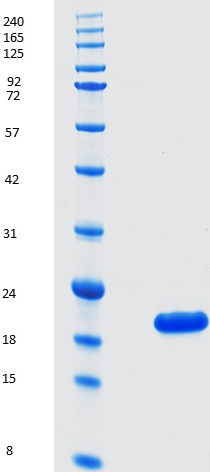 Proteros Product Image - Bcl-2 (human) (3-207) -delta(35-91) DVEENRTEAPEGTESE 