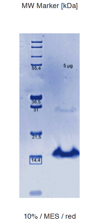 Proteros Product Image - Bcl-2 (human) (9-206) -delta(34-91)-ADSE 