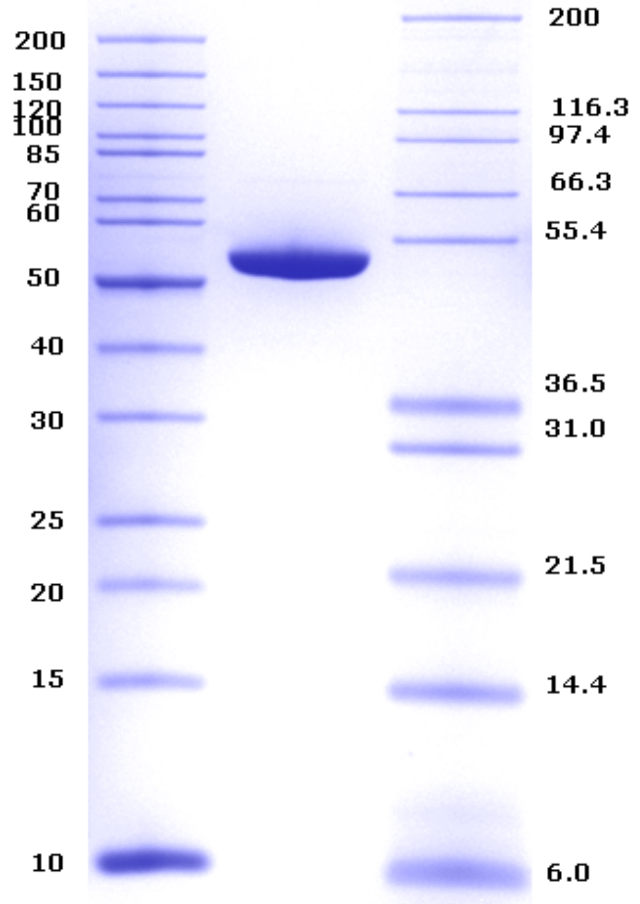 Proteros Product Image - beta-catenin (human) (Hs134-670)+TCF4(Hs1-53)