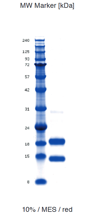 Proteros Product Image - Caspase 6 (human) subunit p18 (24-179) subunit p11 (194-293) 