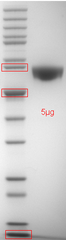 Proteros Product Image - FAAH (rat) (32-579) (L192F,F194Y,A377T,S435N,I491V,V495M).docx