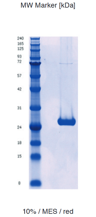 Proteros Product Image - Glucocorticoied Rec. (human) (521 - 777) (F60S+A605V+V702A+E705G)