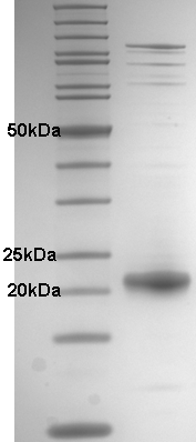 Proteros Product Image - HCV NS3-4a (human) (1-187) (viral mutation 1DXP) 
