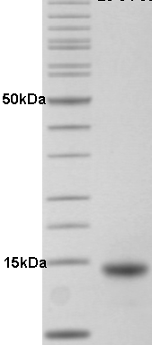 Proteros Product Image - HDM4 (human) (1-115)(T2D).docx