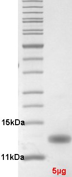Proteros Product Image - HDM4 (human) (7-111) 