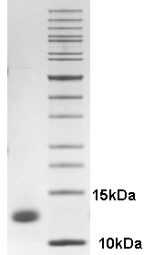 Proteros Product Image - HDM4 (human) (7-115) 