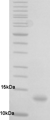 Proteros Product Image - HDM4 (human) (7-127) 