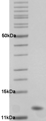 Proteros Product Image - HDM4 (human) (13-115) 