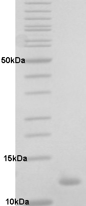 Proteros Product Image - HDM4 (human) (25-115)-HIS 