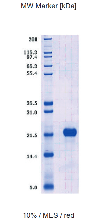 Proteros Product Image - H-Ras (human) (1-171) 