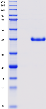 Proteros Product Image - IDO (human) (11-403) 