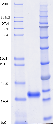 Proteros Product Image - IL17-A (human) (24-155) 