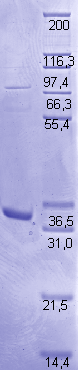 Proteros Product Image - JAK3 (human) (810-1100) (C810S) 