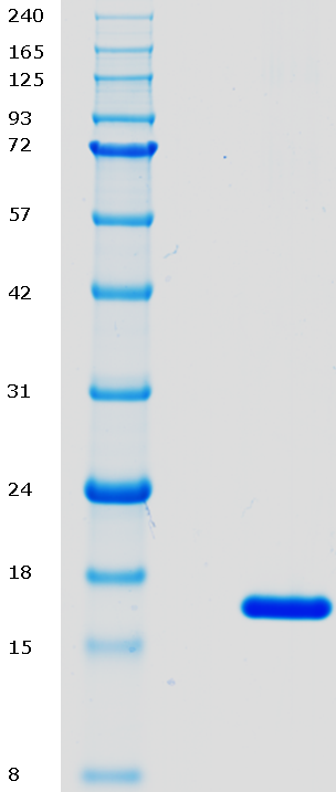 Proteros Product Image - Mcl1 (human) (171-327) -delta(192-208) 