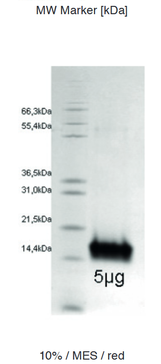 Proteros Product Image - Mdm2 (human) (1-125) 