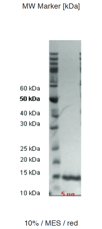 Proteros Product Image - Mdm2 (human) (11-125) 