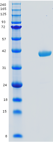 Proteros Product Image - Proteinkinase A (PKA) alpha (human) (1-350) 