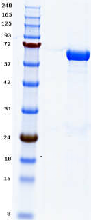 Proteros Product Image - USP7 (human) (208-560) 