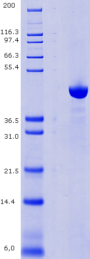 Proteros Product Image - USP14 (human) (92-494) 