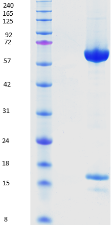 Proteros Product Image - PCSK9 (human) (30-692)