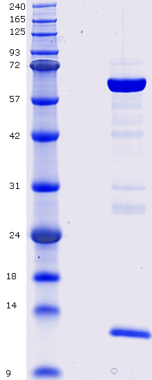 Proteros Product Image - PCSK9 (human) (61-692)