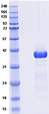 Proteros Product Image - Dot1L (human)  (1-351)