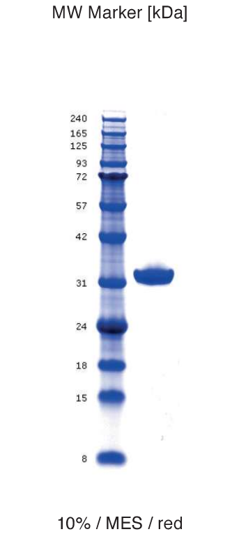 Proteros Product Image - EPHA4 (human)  (606-896)