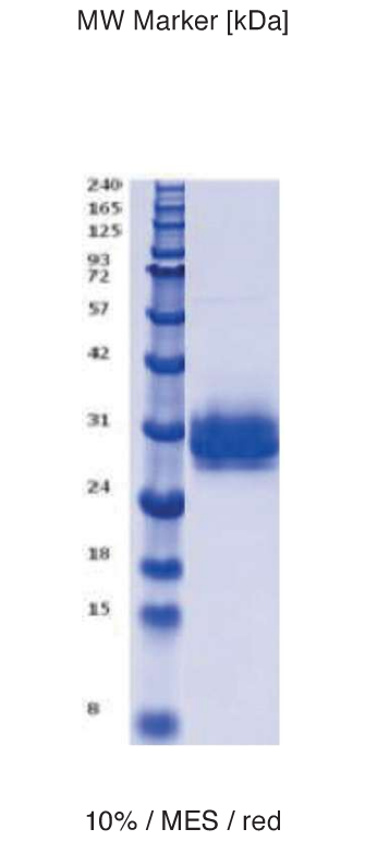 Proteros Product Image - Interferon gamma receptor (human) (18-241)