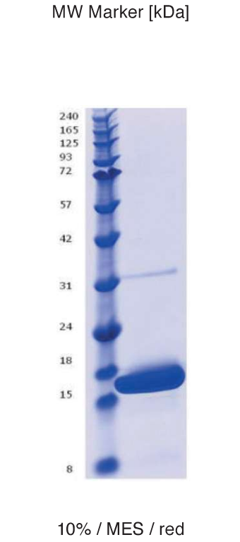 Proteros Product Image - Interferon gamma (human) (24-161)