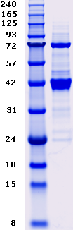 Proteros Product Image - MAP3K12 (human) (103-470)