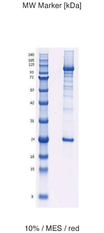 Proteros Product Image - PI3K alpha (human) (1-1068) (E545K) + p85 (human) (431-600)