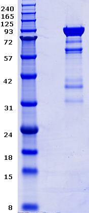 Proteros Product Image - PI4K beta (human) (1-816)