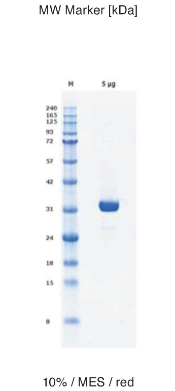 Proteros Product Image - HPK1 (human) (Construct not disclosed, please inquire)