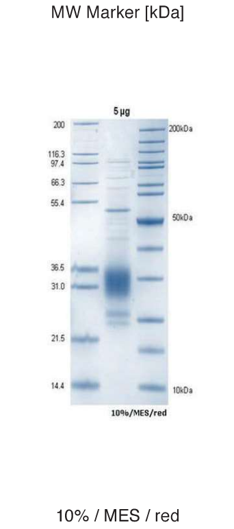 Proteros Product Image - EHMT2 (human) (913-1193)