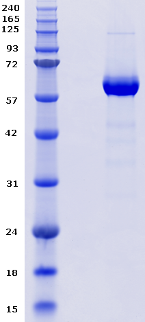Proteros Product Image - PKB gamma - AKT3 (human) (1-479)