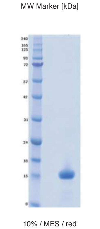 Proteros Product Image - EP300 Bromo (human) (1040-1161)