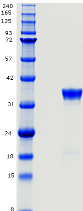 Proteros Product Image - Cezanne-1 (human)  (122-436)