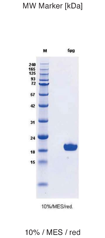 Proteros Product Image - NUDT1 (human) (42-197)