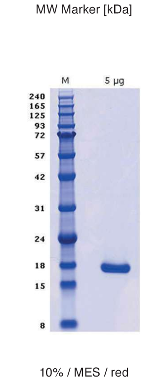 Proteros Product Image - TNF (human) (77-233)