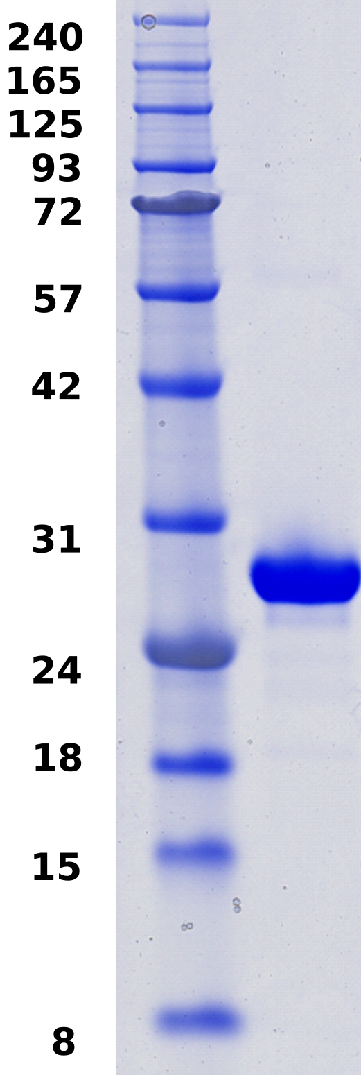 Proteros Product Image - TEAD2 (human) (217-447)