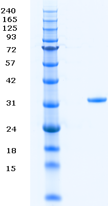 Proteros Product Image - WEE1 (human) (291-575)