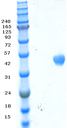 Proteros Product Image - ERK-3 (MAPK6) (human) (9-327)