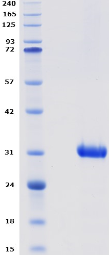 Proteros Product Image - MGLL (human) (1-303) (K36A L169S L176S)
