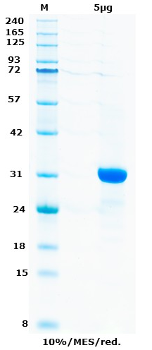 Proteros Product Image - ABL1 (mouse) (229-515)