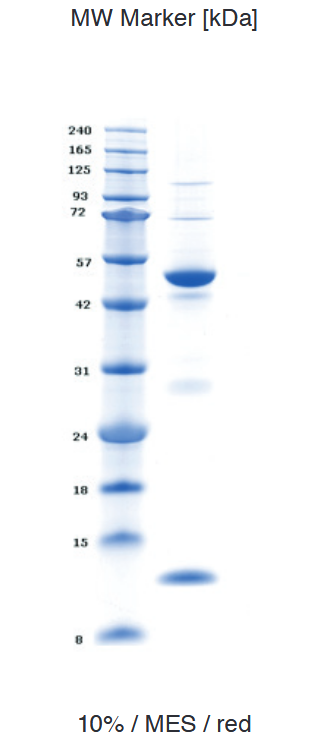 Proteros Product Image - Human HDAC3 (1-428) in complex with SMRT (389-480) 